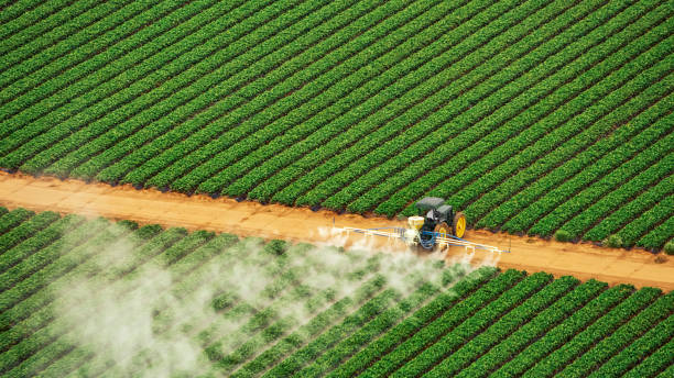 Best Ant Control Services  in Princeton, KY