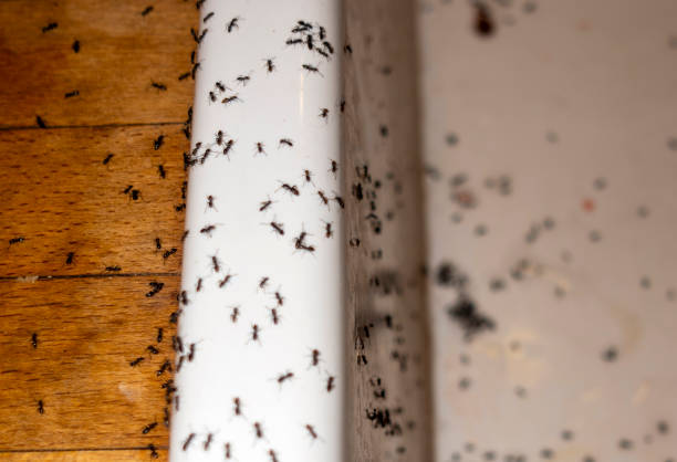 Best Commercial Pest Control Services  in Princeton, KY