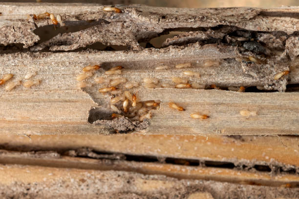Best Wildlife Control Services  in Princeton, KY